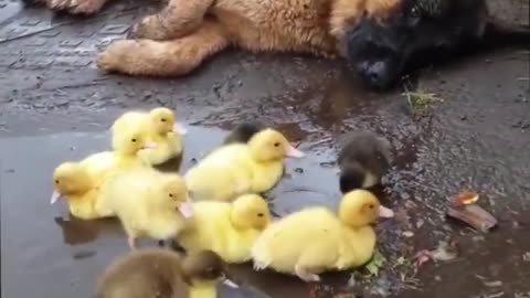 A shepherd and her flock. How adorable!!