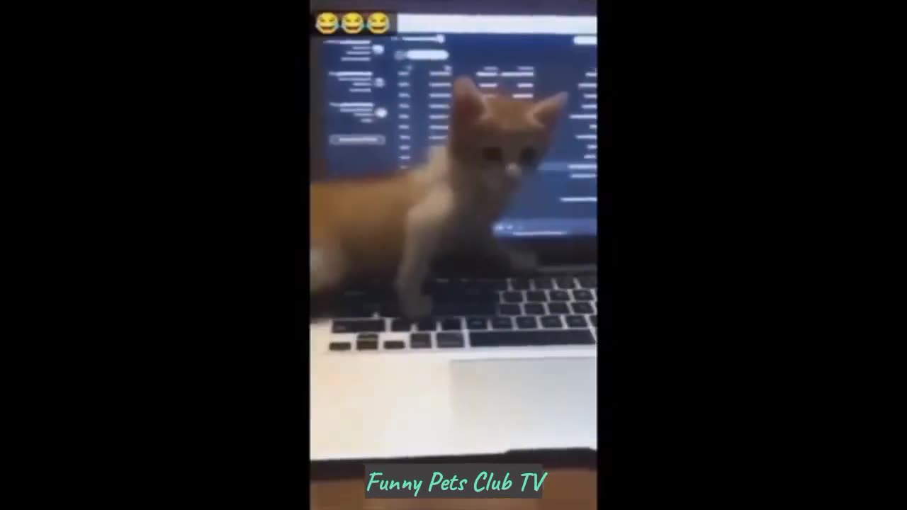 Funny Animal Videos 🤣 Funniest Cats and Dogs Videos 2024 😹🐶