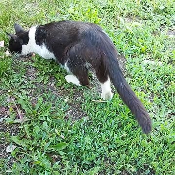 Cat and Kitten Eagerly Eating Outdoors😺