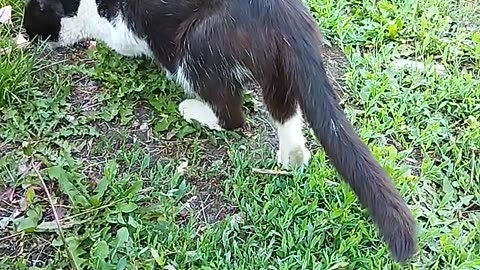 Cat and Kitten Eagerly Eating Outdoors😺