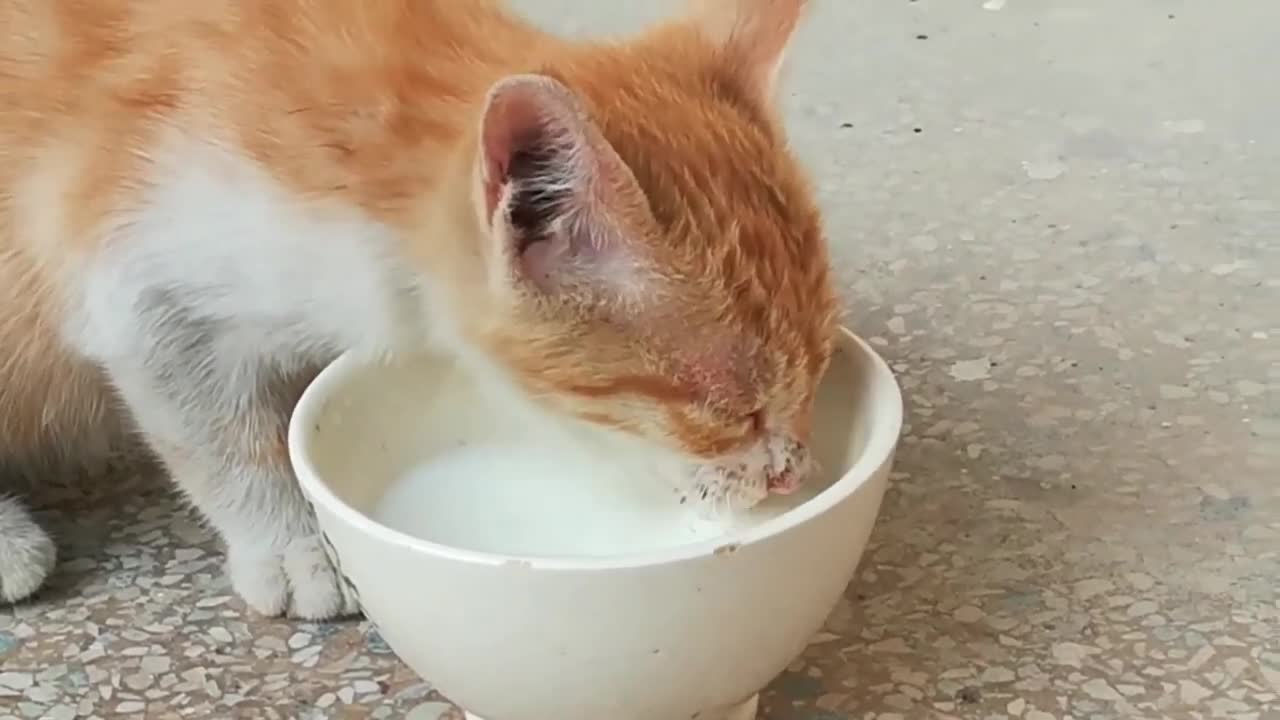 My Cute Baby Kitten Cat is Feeding The Milk _ Baby Cute Cats Videos