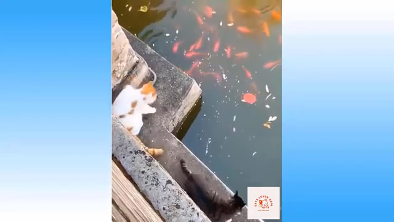 funny cat videos