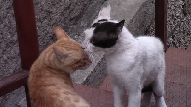 INTRODUCING AN ADULT CAT TO ITS ADULT CAT