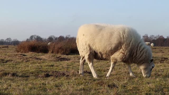 Incredible Cheep Footage In Farm Reunion Lost Herd