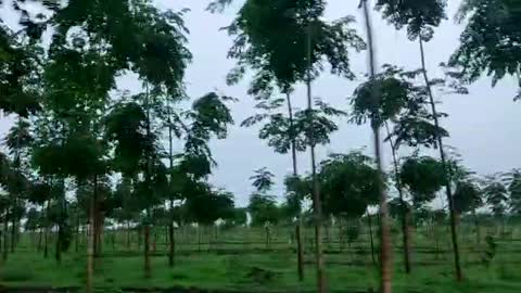 Afforestation by Urban farming in Virgin Lands Malabar Neems & Whiite Sandal Wood Plantation