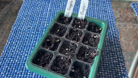 Hot pepper seedlings: 8-20-2024