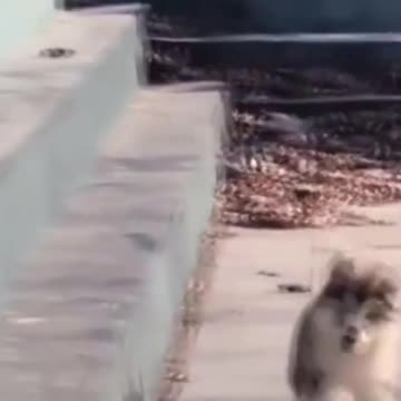 PETS NEVER LIE ABOUT LOVE-27 #shorts