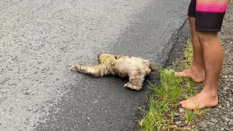 Saving a Sloth From a High Traffic Area