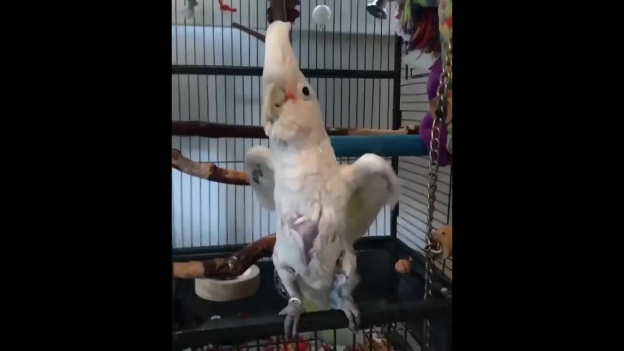 CuteParrotsVideosCompilationcutemomentoftheanimalsSooCute1p4