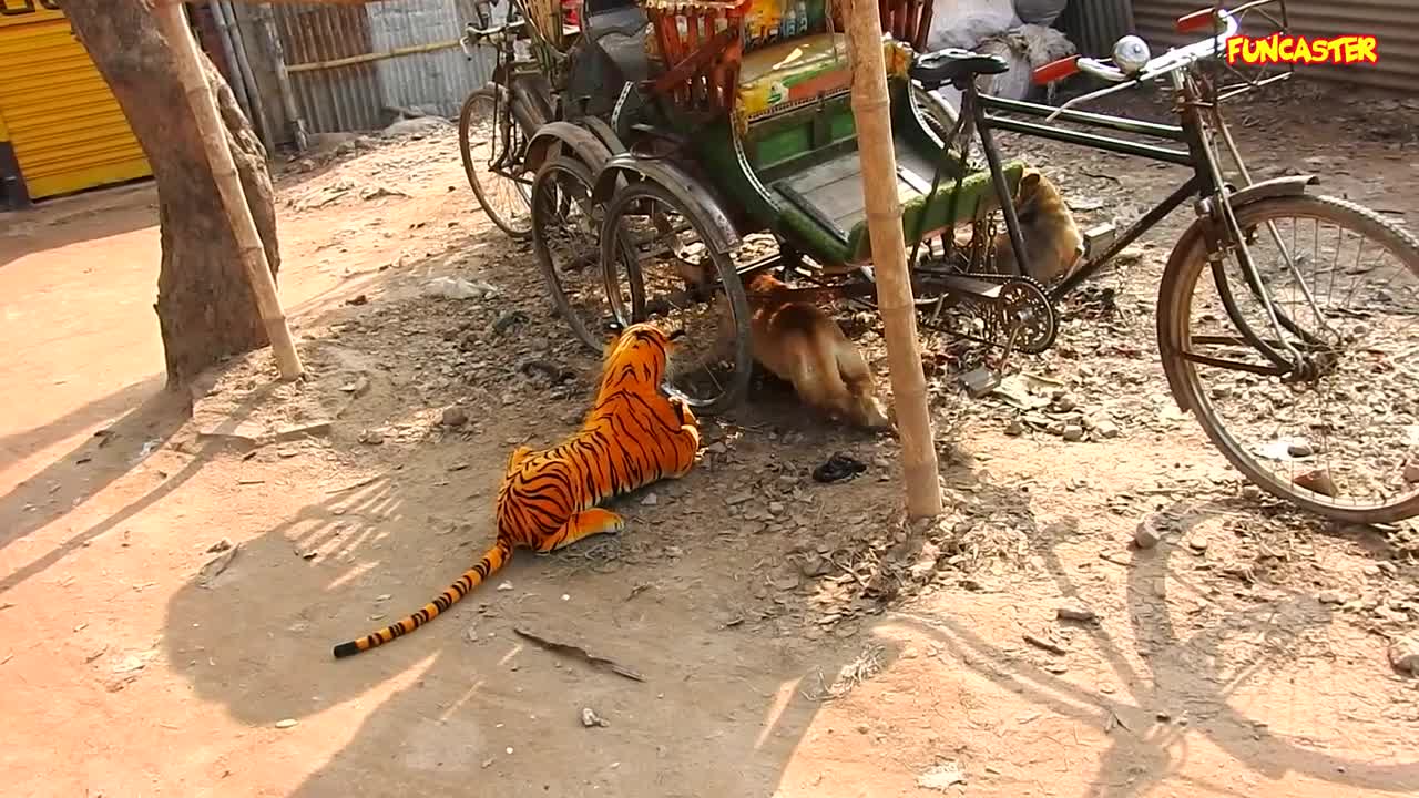 The tiger doll prank on dog