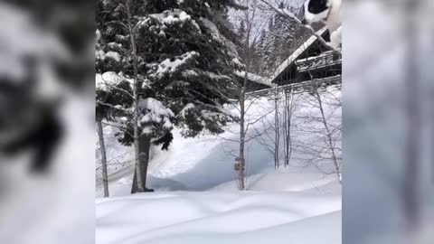 Animals Doing Parkour