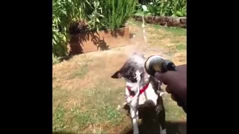 Best World's Funny Dogs Video Compilation in 2021