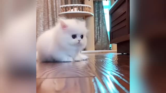 Cute cat