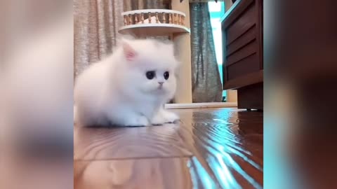 Cute cat