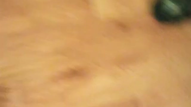 Funny ANIMALS video