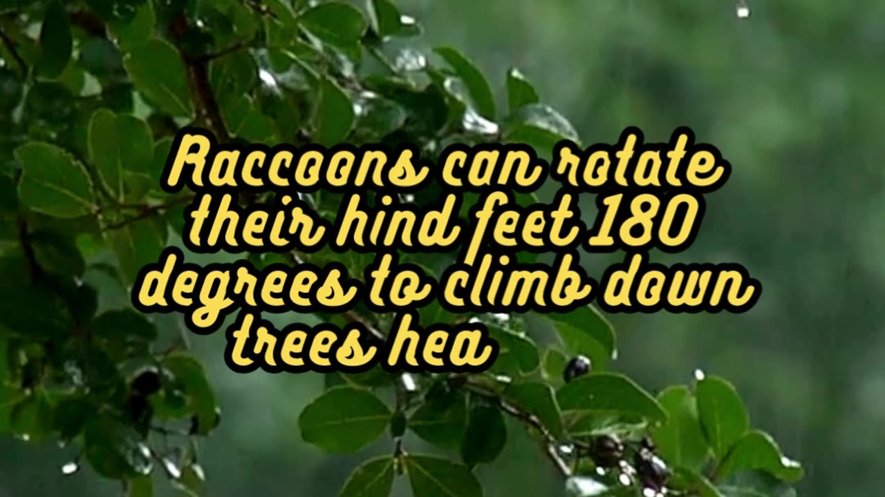 Animal Facts Raccoons #shorts