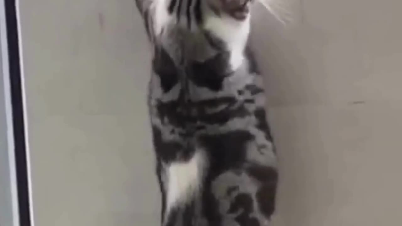 Funniest Cats Compilationš¹ #cats #shorts #viral #pets #reels