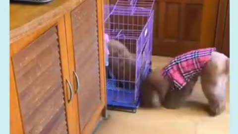 Funny dog compilation🤣🤣#shorts