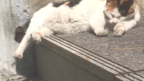 A cute cat is resting on stairs