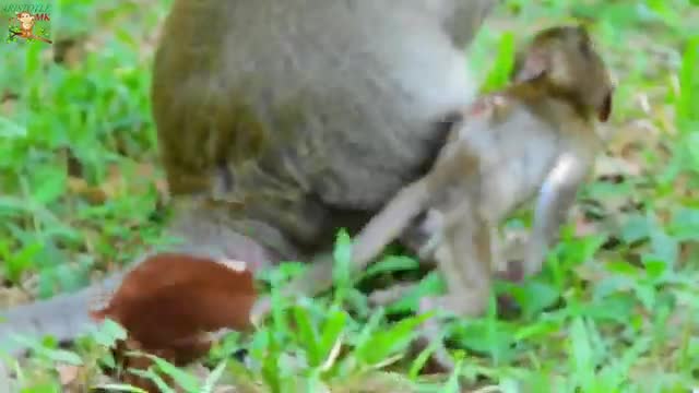 (LOOKS WEAK BABY JANNA MUCH HUNGER MANGO TRY ASKING MOM JANE TO EAT)