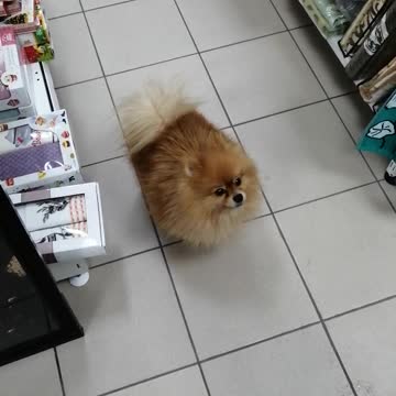 A small dog next to us.