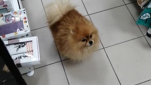 A small dog next to us.