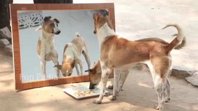 Mirror Prank For Dog Hilarious Reaction Mirror Prank Try not to Laugh So Funny Prank Video 2021