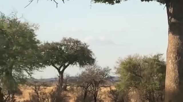 Element of Surprise.. Leopard Attack 🐆 Comes From Nowhere 🐆