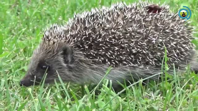 Adorable Hedgehog Looking For Food