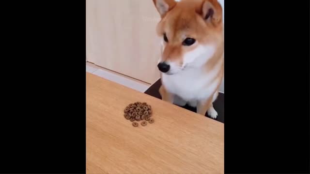 OMG these lil pets made me laugh very bad 😂must watch