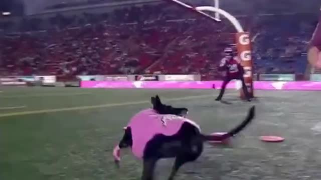 Dog set record for longest catch 109 yards