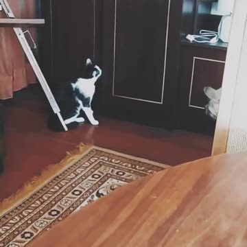 My sister's cat wants to find Narnia ;-)