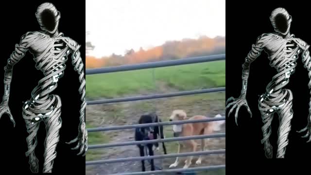 have you ever seen a flying dog ?? πΆππππ