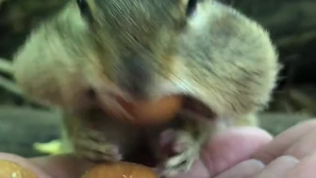 Cute little squirrels eat food