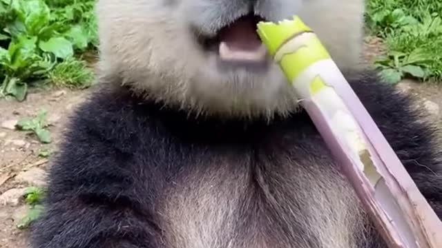 Panda eating
