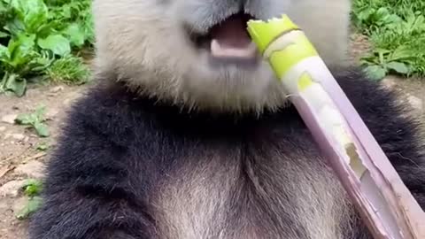 Panda eating