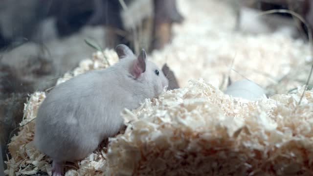 How To Comfort A Hamster