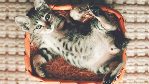 funny cute cat sleep