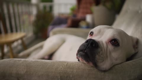A Dog Resting on a Sofa