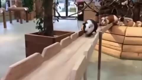 Top! Videos Animals Vines __ FunnyVines