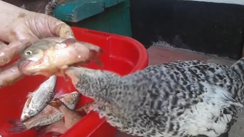 Hen Eats Fish