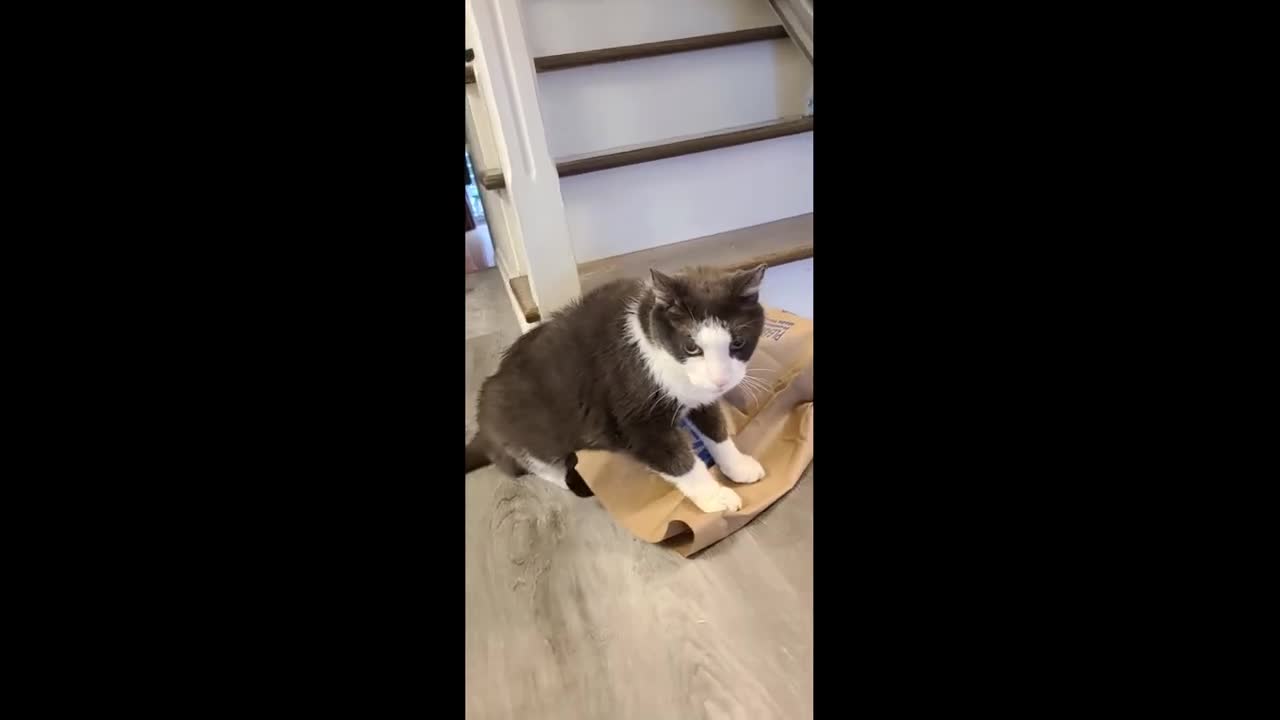 Cat playing with paper bag has priceless surprise ending #Shorts