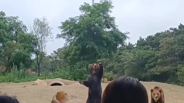 Bear 🐻 feeding and enjoying