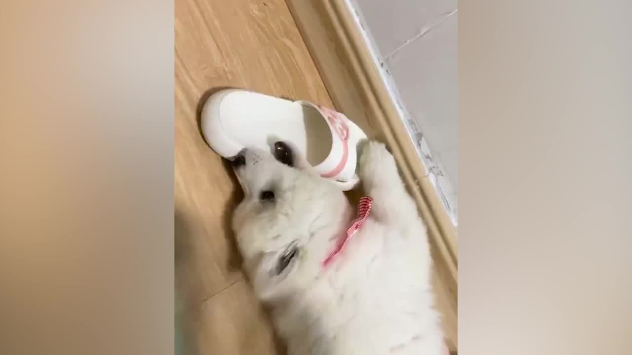 Do all dogs like to play with slippers?