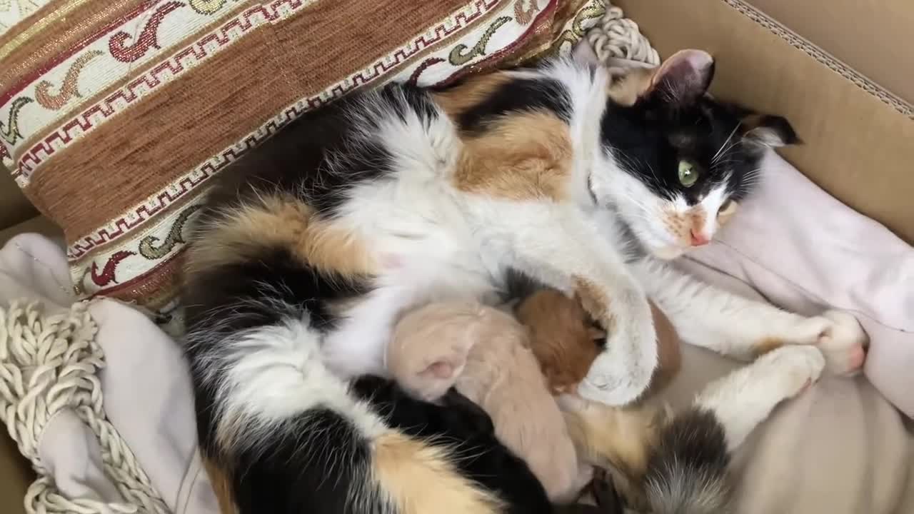 how mother cat bitten her kitten