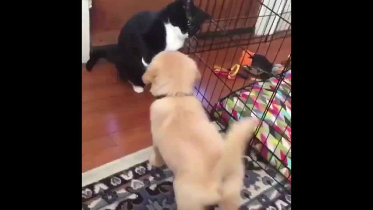 small dog funny moments