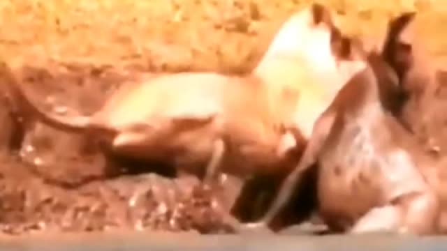 Poor water buffalo no resistance, the lion was too arrogant