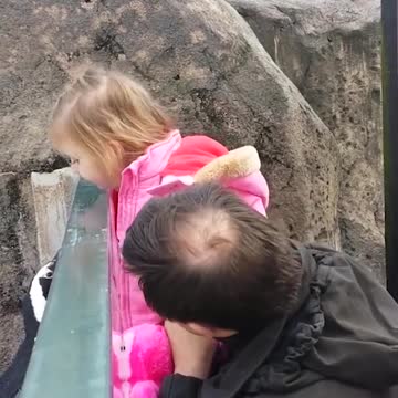 Best Funny Video Clips New