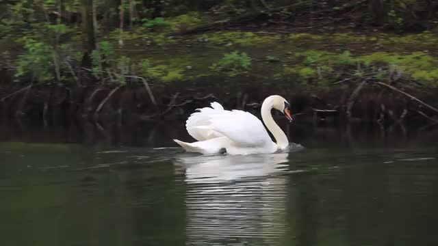 The white drake in he speed river swimming