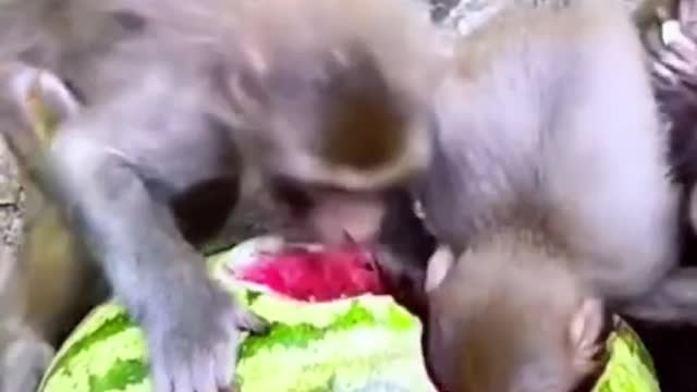 Funny Monkey Video